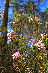 山上粉红色花朵的颜色灌木植物学习植物群宏观季节花瓣雌蕊脆弱性花园图片