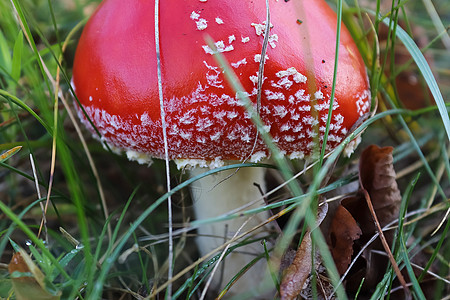 红毒蘑菇被称为苍蝇性质叶子地面毒蝇毒菌季节食物植物森林荒野图片