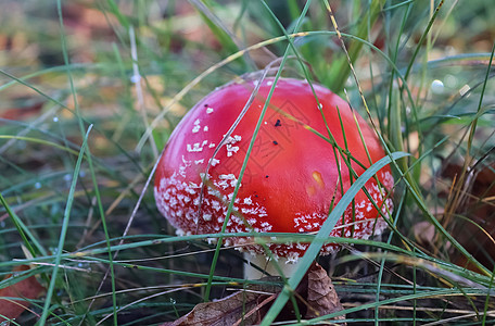 红毒蘑菇被称为苍蝇宏观毒蝇地面森林菌类性质毒菌照片荒野植物图片