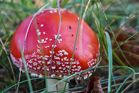 红毒蘑菇被称为苍蝇照片菌类性质荒野森林地面季节叶子植物毒菌图片