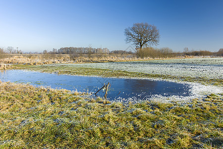 冻冻池塘和霜冻在草原上 地平线上的树木和蓝天空上环境木头天空场地蓝色水晶季节植物水坑图片