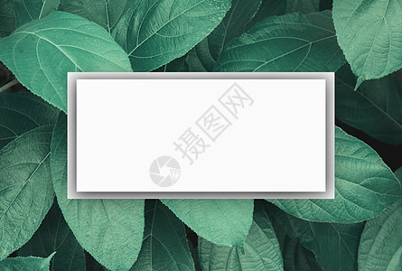 带有绿色暗叶自然背景的方格框架树叶正方形热带创造力墙纸植物笔记潮人生态叶子图片