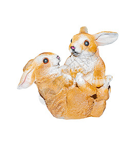 两只兔子在白色背景上被孤立的白种野兔图片