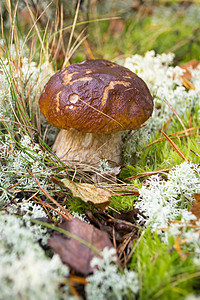 野生森林中生长着一种头孢蘑菇 可食用的多孔牛肝菌蘑菇 绿色和灰色苔藓中的牛肝菌或海湾牛肝菌图片