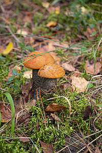 种植可食用森林的蘑菇 幼小的花生在树丛林中生长图片