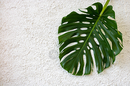 在粗糙石膏的白色背景上被孤立的大型绿色怪兽叶 您文本的空间植物情调丛林海滩棕榈热带植物群花园条纹异国图片