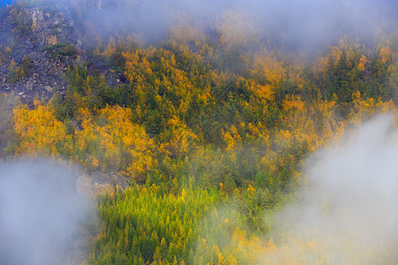 马加丹地区的性质 俄罗斯金色秋天的彩色苔原橙子叶子驼鹿旅行荒野风景哺乳动物云杉森林国家图片