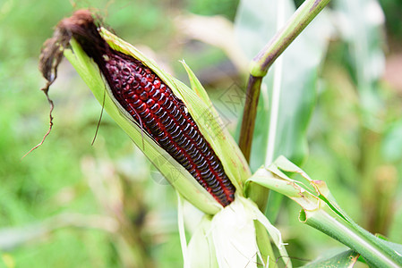 紫色玉米饮食植物粮食收成棒子营养农场维生素农业水果图片