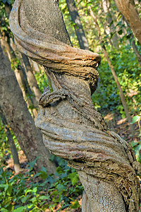 尼泊尔Bardia皇家国家公园Sal Forest植物植被环境多样性绿色生态旅游林地野生动物木头避难所图片