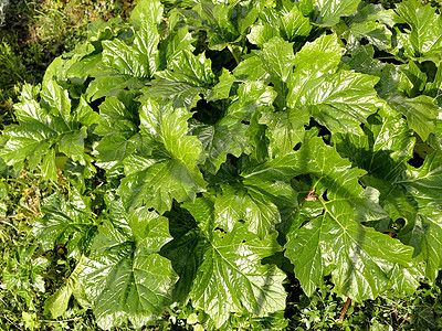 Acanthus 有绿叶的药用植物图片