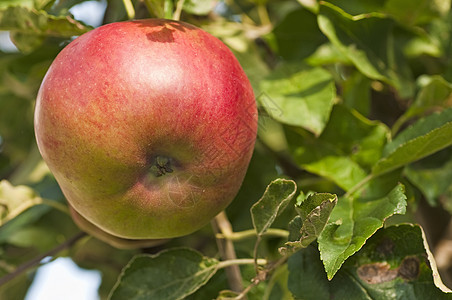 树上的苹果小吃饮食水果产品熟食纤维食物红色收成图片