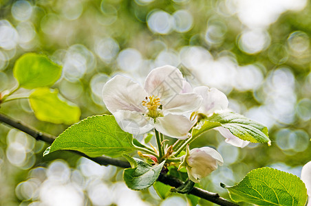 苹果花花瓣蓝色园艺季节生活天空香气植被花园植物学图片