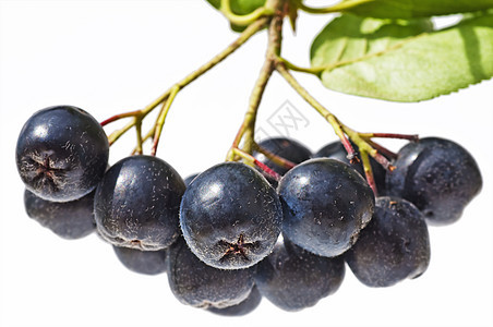 阿罗尼亚梅拉诺卡帕衬套水果食物小吃红色熟食蓝色浆果彩色黑色图片