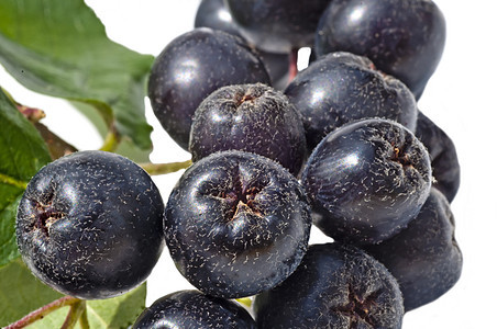 阿罗尼亚梅拉诺卡帕水果蓝色果汁小吃彩色熟食宏观饮食黑色红色图片