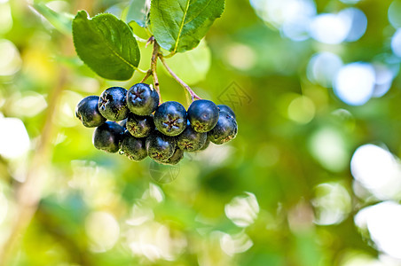 阿罗尼亚贝利 阿罗纳梅拉诺卡帕衬套彩色饮食蓝色熟食浆果水果食物黑色小吃图片