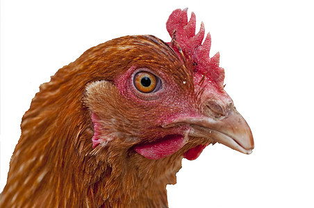 鸡农场梳子食物红色波峰农田倾斜动物图片
