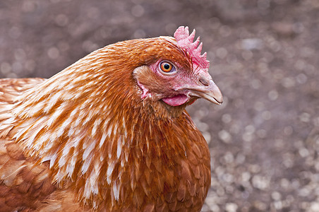 鸡梳子动物农田波峰食物红色农场倾斜图片