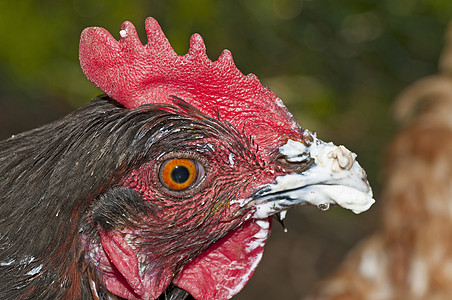 鸡用涂抹的嘴羽毛宠物居住生物女性小鸡乡村红色家禽生活图片