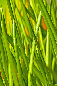 点线草本烹饪大葱绿色香料厨房草本植物背景图片