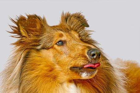 美国纯种的山羊狗犬类宠物毛皮红色动物长发小狗血统头发哺乳动物图片