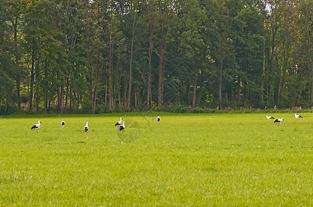草地上的白移民候鸟动物群野生动物动物绿色保护背景图片