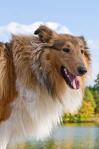 阳光明媚血统犬类宠物小狗头发牧羊人毛皮哺乳动物恋人棕色图片