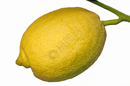 树上的柑橘白色营养种子柠檬食物水果果汁活力热带甜点图片
