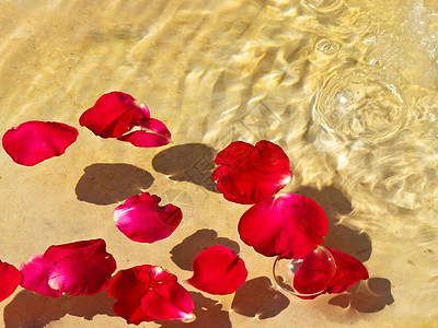 玫瑰红色树叶特写游泳背景背景图片