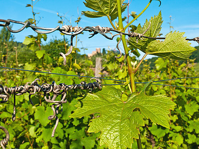 葡萄园天空蓝色藤蔓栽培酿酒师图片