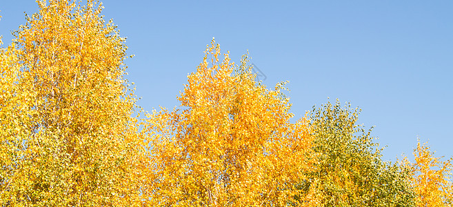 明亮黄色和橙色树的全景 直对清蓝天空 树顶 美丽的秋天风景场景树木森林橙子环境金子晴天太阳公园树叶图片