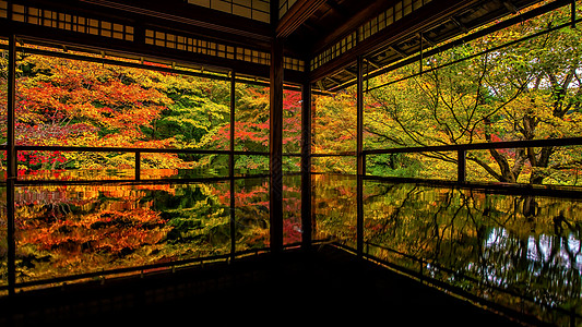 京都罗里柯宁寺庙的日本秋天花园多姿多彩反射框架旅行叶子神社地面红色旅游黄色森林图片
