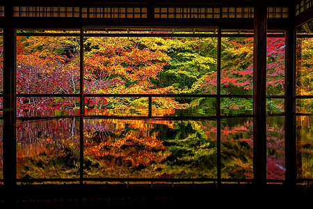 京都罗里柯宁寺庙的日本秋天花园多姿多彩森林红色框架窗户镜子地面建筑学琉璃光黄色反射图片