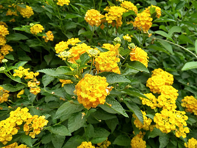 天然黄色花朵 叶子合照植物学绿色花园植物群植物花瓣图片