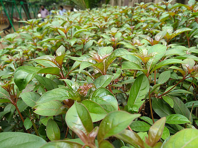 花园上的天然粉红色叶子特写图像大花红叶绿色丛林树叶植物图片