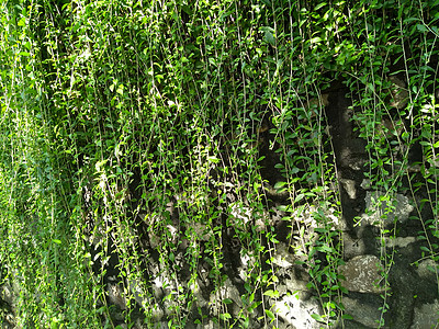 石墙上的攀缘植物 花园里的观赏植物 生态墙 墙上的许多攀缘植物叶子减少了空气中的灰尘 热带花园 干净的环境树木农民图片