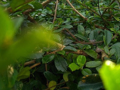 草地上多汁的红绿草 春雨中清晨阳光下露水花园叶子植物三叶草森林农业树叶植物群食物图片