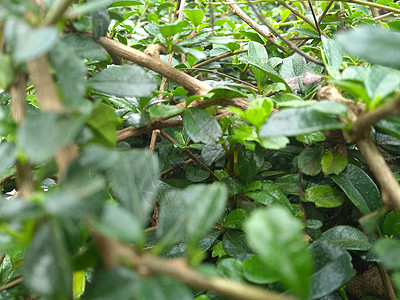 草地上多汁的红绿草 春雨中清晨阳光下露水三叶草叶子植物群农业森林植物树叶花园食物图片