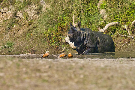 尼泊尔Bardia皇家国家公园 大一角犀牛Rhinoceros湿地生物学野生动物多样性生态环境犀牛动物独角兽动物群图片