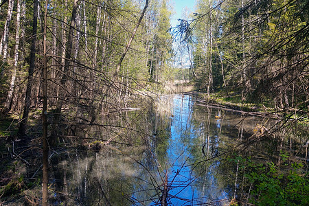湿地在古老的森林里 树木坠落于水中图片