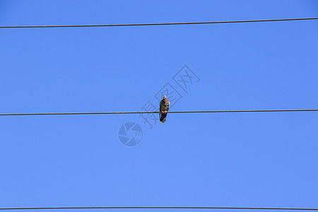在蓝天背景的电线上 鸟儿坐在鸟鸽旁自由蓝色羽毛电气团体危险力量电缆野生动物鸟类图片