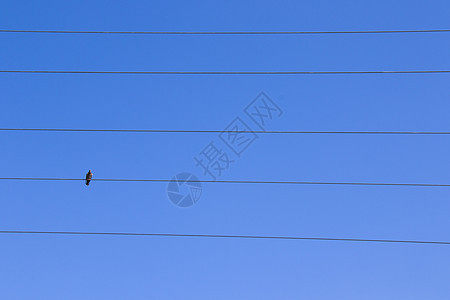 在蓝天背景的电线上 鸟儿坐在鸟鸽旁野生动物天空团体电线杆鸟类金属羽毛力量动物翅膀图片