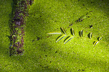 绿色沼泽和湿地 自然背景太阳沼泽地森林区域环境叶子植物泥泞地方池塘图片