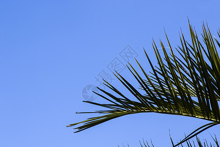 棕榈树叶和自然背景图片