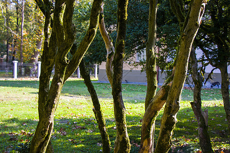 位于格鲁吉亚植物园公园的旧大树林阴影森林植物学太阳苔藓树叶植物叶子木头全景图片