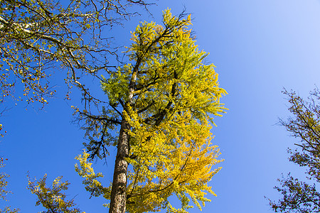 秋天的金哥比洛巴树 秋天的黄银树叶叶子森林植物园季节公园生长银叶植物黄叶药品图片