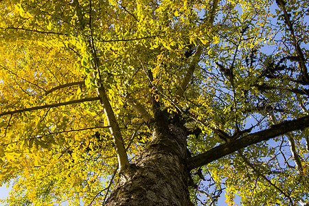 秋天的金哥比洛巴树 秋天的黄银树叶黄叶植物植物园树木银杏树森林背景落叶生长季节图片