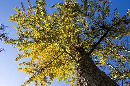 秋天的金哥比洛巴树 秋天的黄银树叶叶子生长植物园季节黄叶落叶阳光背景药品植物图片