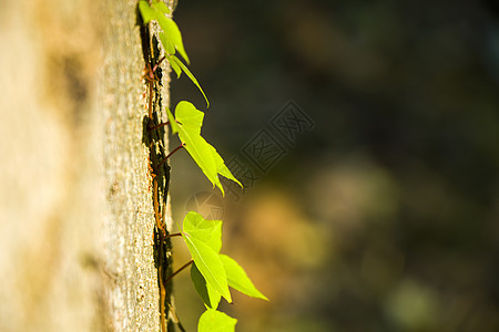 树上长春藤 自然背景荒野爬行者森林植物阴影叶子环境登山者兰花生长图片