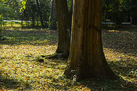 位于格鲁吉亚植物园公园的旧大树林苔藓植物阳光生长全景森林太阳植物学叶子公园图片