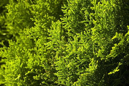 Thuja 树枝和离开宏背景 绿色树篱叶子针叶墙纸宏观植物阳光园艺花园树叶图片